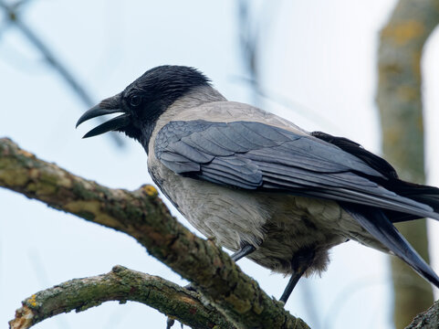 Nebelkr&auml;he, Aaskr&auml;he, Corvus corone