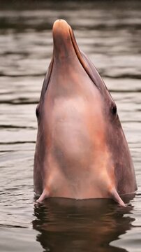 Pink River Dolphin in Murky Water. Eye-Level Amazon River Dolphin Emergence. Intimate Pink Dolphin Close-Up Cinematic.