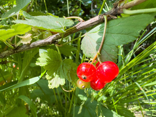 Bright red currants hanging on lush green bush in sunlight