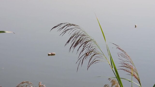the common reed wind n the air