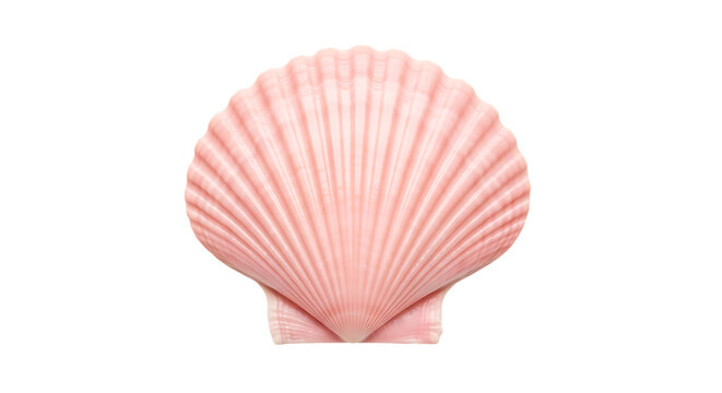 Beautiful Pink Scallop Seashell Isolated on White Background - Elegant Fan-Shaped Marine Shell with Ribbed Texture, Perfect for Summer Beach Themes, Coastal Decor, and Nature-Inspired Designs.
