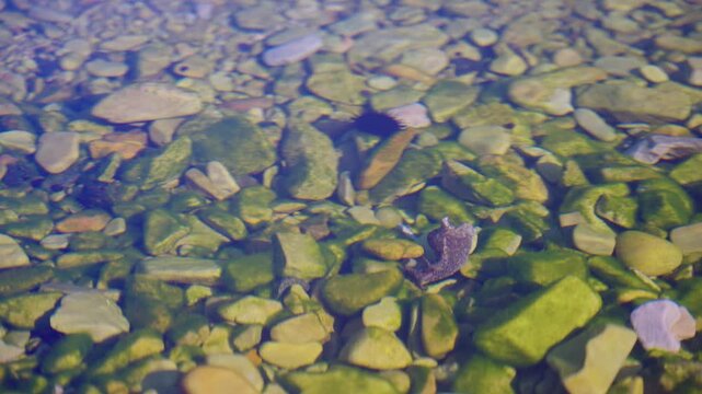 Sea Hare (Aplysia Kurodai) eating Sea Moss at Jodogahama, Iwate Japan