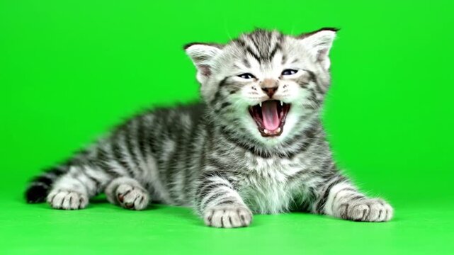 Adorable grey tabby kitten lying down and yawning on a green background.