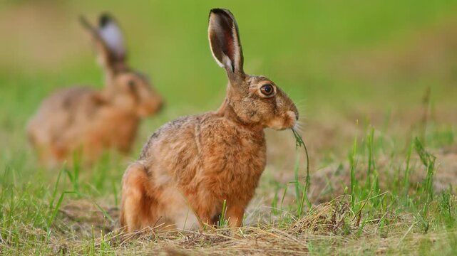 European Brown Hare (Lepus europaeus) Hopping and Grazing on a Meadow at Sunrise, Nuremberg, Bavaria, Germany