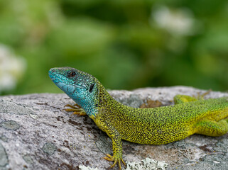 Smaragdeidechse, &Ouml;stliche Smaragdeidechse, Lacerta viridis