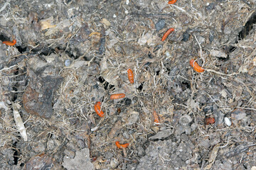 Saddle gall midge, Haplodiplosis marginata, former equestris. Univoltine pest of cereals which occurs in Europe. Larvae on the soil surface.