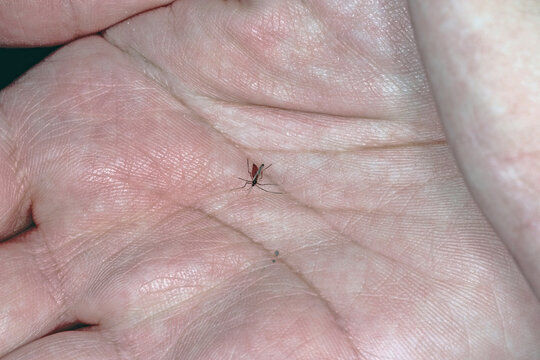 Saddle gall midge, Haplodiplosis marginata, former equestris. Univoltine pest of cereals which occurs in Europe. An adult fly on hand.