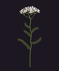 Yarrow plant, Achillea millefolium wildflower illustration. © MarLein