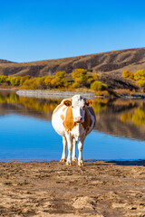 Cow at Gol Lake, Inner Mongolia, Xilin Gol Region © LyVan