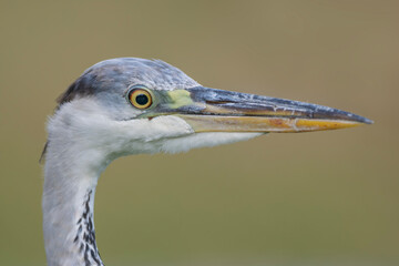 Close up of a Grey heron's beak