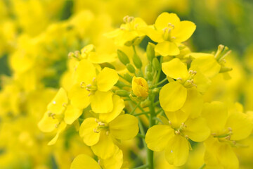 植物　花　畑　夕方	