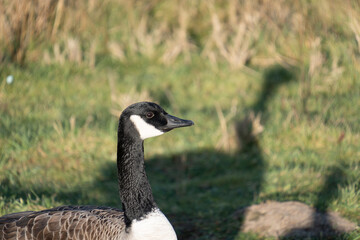Obraz premium Region Teutoburger Wald