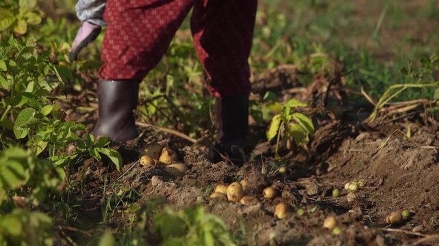 じゃがいもの収穫をする女性