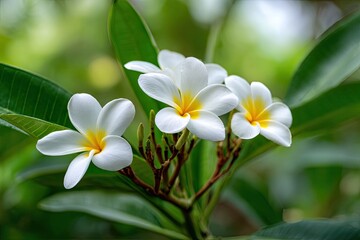 Fototapeta premium Close-up of three white and yellow tropical flowers with lush green leaves in focus