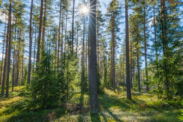 Obraz premium Macial fairtale forest in a sunny day. Forest therapy and stress erelief.