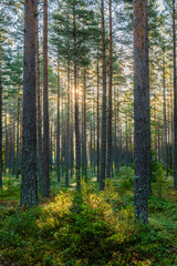 Fototapeta premium Macial fairtale forest in a sunny day. Forest therapy and stress erelief.