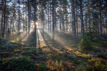 Obraz premium Macial fairtale forest in a sunny day. Forest therapy and stress erelief.