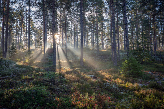 Macial fairtale forest in a sunny day. Forest therapy and stress erelief.