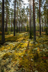 Obraz premium Macial fairtale forest in a sunny day. Forest therapy and stress erelief.