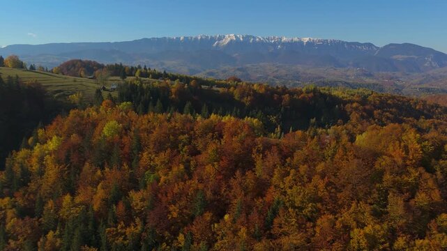Sideways Aerial View of Rusty Autumn Beech Forest and Snowy Piatra Craiului Mountains