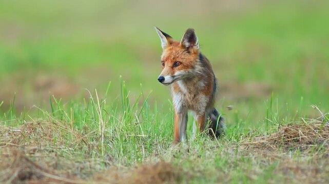 Male Red Fox (Vulpes vulpes) Hunting and Feeding on Meadow at Summer Sunrise, Nuremberg, Bavaria, Germany
