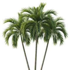 Obraz premium Three palm trees isolated on transparent background with green leaves and trunks
