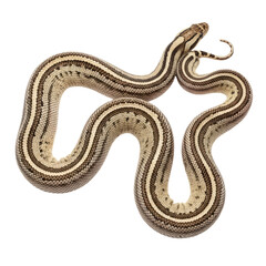 Obraz premium Striped-Garter-Snake-Coiled-on-White-Background-Wildlife-Reptile-Close-up-Portrait.png