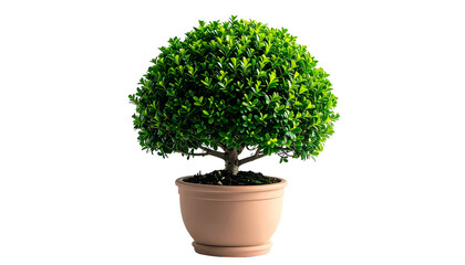 A vibrant, spherical topiary in a brown pot, isolated on a stark black background