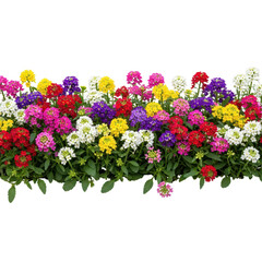 Colorful flowers and green leaves isolated on transparent background