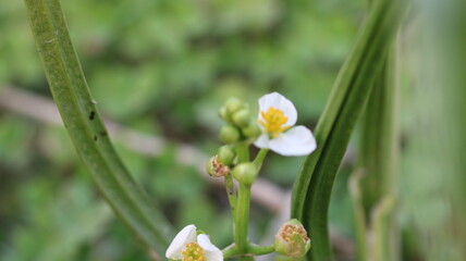 🌿 Sagittaria trifolia | Threeleaf Arrowhead Close-Up | Aquatic Plant Beauty in Nature 4K
