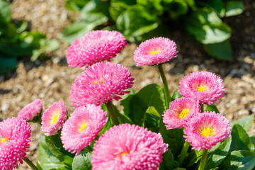花壇に咲くピンク色のデージーの花々と春のガーデニング