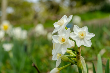 Obraz premium 清楚に咲く日本水仙の白い花と春の庭の風景