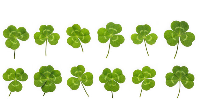 Collection of shamrocks isolated on transparent background