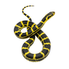 Fototapeta premium Yellow-Banded-Snake-Coiled-on-White-Background-Wildlife-Reptile-Close-up-Portrait.png