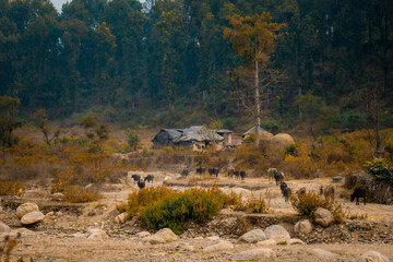 A peaceful rural landscape captured during golden hour, showing cows and buffalo walking back to nearby village homes. The warm evening light enhances the calm countryside atmosphere