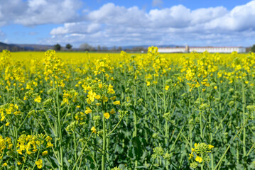Fototapeta premium Rural scene of a vast yellow rapeseed field during spring