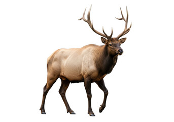 Fototapeta premium Majestic elk with large antlers standing proudly isolated on transparent background