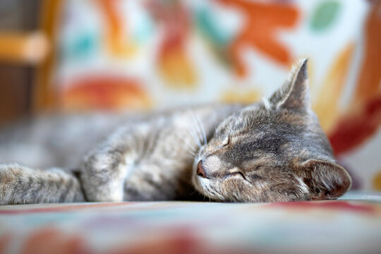 Cute cat slepping on the sofa