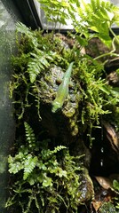 Obraz premium Vibrant green gecko rests on wet mossy rock within dark humid terrarium environment