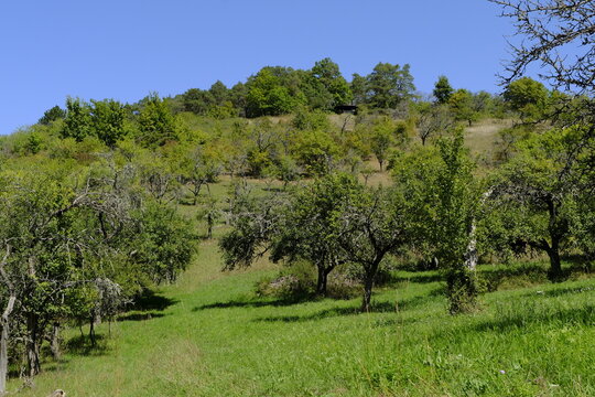 Das NSG Romberg bei Marktheidenfeld am Main, Naturpark Spessart, Landkreis Main-Spessart, Unterfranken, Franken, Bayern, Deutschland