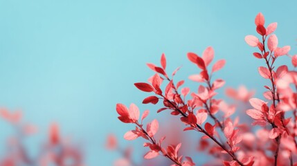 Vibrant Reddish Pink Foliage on Delicate Branches against Clear Blue Sky First Day of Spring Seasonal Renewal Concept Emerging Seasonal Energy
