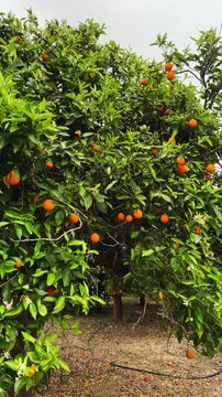 Citrus grove in vertical format with orange trees loaded with ripe oranges. Bright natural scene of fresh fruit in  warm, sunny environment.