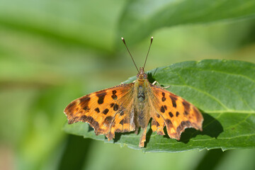 Obraz premium Papillon