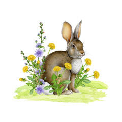 Obraz premium Hand drawn cute bunny with spring flowers. Easter mood vintage style cozy springtime watercolor illustration. Easter bunny with yellow dandelion and blue chicory flowers on white background