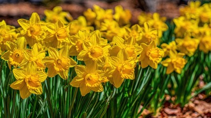 Fototapeta premium Sun-drenched yellow daffodils trumpet towards the sky, a vibrant herald of spring's awakening in a blooming garden