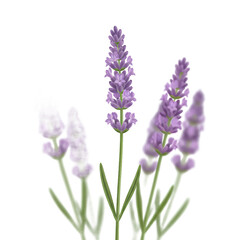 Fototapeta premium Transparent background illustration of various BEAUTIFUL FLOWERS BLOOMING FOR WEDDING ORNAMENTS OR JEWELRY DECORATION