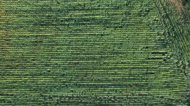 Vast green sunflower field viewed from above with neat rows stretching to the horizon