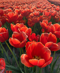 Fototapeta premium Close-up view of red tulips in full bloom during spring. Natural floral scene with sunlight and shallow depth, suitable for seasonal themes, nature design, and botanical backgrounds.