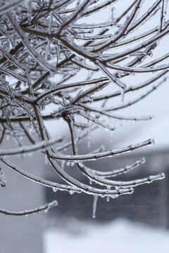 Freezing rain. Close-up view of tree branches fully encapsulated in ice glaze. Glazed frost or verglas natural occurrence