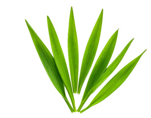 Fresh green young wheat leaves, isolated on white background and texture, top view, design elements